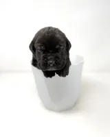 Zena, a female Cane Corso for sale in Murfreesboro, TN – 3 of 6