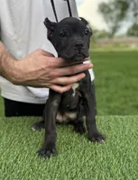 Georgia, a female Cane Corso for sale in Murfreesboro, TN – 1 of 4