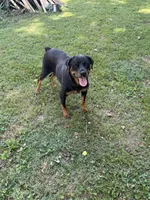 Flika, a female Rottweiler for sale in Murfreesboro, TN – 5 of 5