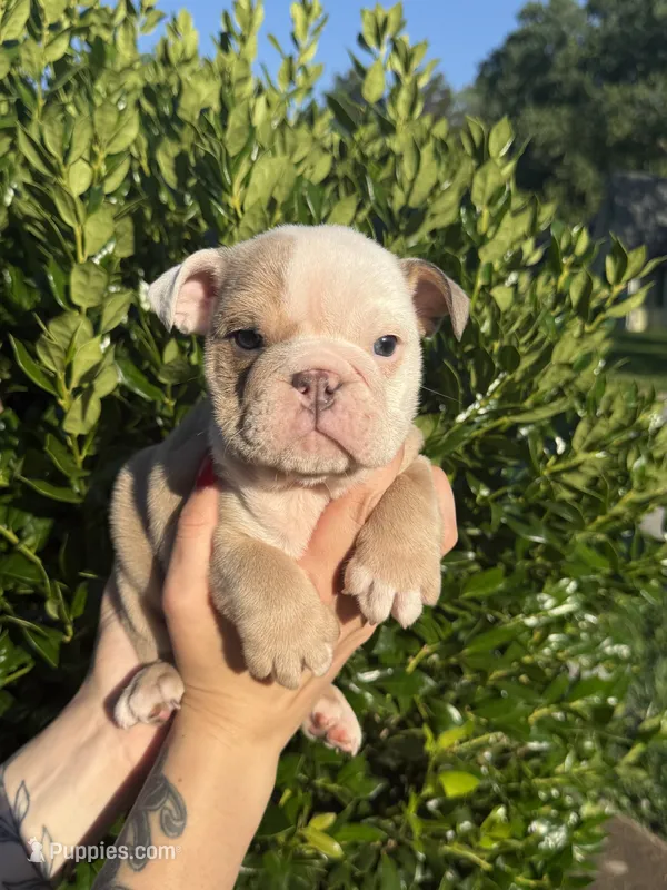 Dozer – English Bulldog puppy for sale in Murfreesboro, TN