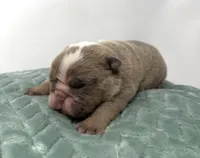 Mabel, a female English Bulldog for sale in Murfreesboro, TN – 4 of 5