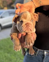 Chunk, a male English Bulldog for sale in Murfreesboro, TN – 2 of 5
