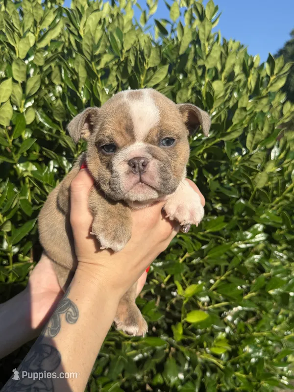 Ezra – English Bulldog puppy for sale in Murfreesboro, TN