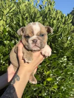 Ezra, a male English Bulldog for sale in Murfreesboro, TN – 1 of 5