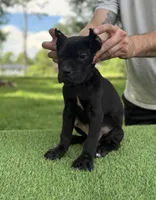 Layla, a female Cane Corso for sale in Murfreesboro, TN – 4 of 4