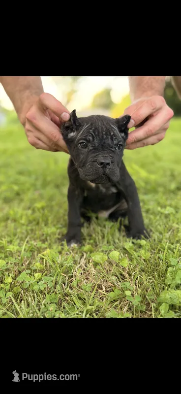 Rocky – Cane Corso puppy for sale in Murfreesboro, TN