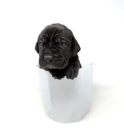 Onyx, a female Cane Corso for sale in Murfreesboro, TN – 6 of 6