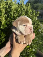 Tank, a male English Bulldog for sale in Murfreesboro, TN – 3 of 5
