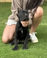 Zena, a female Cane Corso for sale in Murfreesboro, TN – 3 of 5