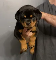 Tiny, a female Rottweiler for sale in Murfreesboro, TN – 3 of 4