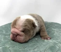 Tank, a male English Bulldog for sale in Murfreesboro, TN – 3 of 5
