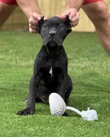 Zena, a female Cane Corso for sale in Murfreesboro, TN – 5 of 5