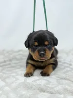 Tiny, a female Rottweiler for sale in Murfreesboro, TN – 2 of 5
