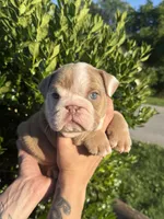 Tank, a male English Bulldog for sale in Murfreesboro, TN – 4 of 5