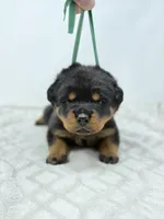Millie, a female Rottweiler for sale in Murfreesboro, TN – 6 of 6
