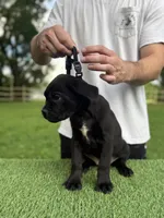 Bonnie, a female Cane Corso for sale in Murfreesboro, TN – 4 of 5