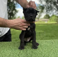 Rocky, a male Cane Corso for sale in Murfreesboro, TN – 5 of 5
