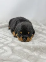 Poppy, a female Rottweiler for sale in Murfreesboro, TN – 5 of 6