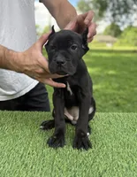 Layla, a female Cane Corso for sale in Murfreesboro, TN – 1 of 4