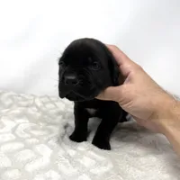 Georgia, a female Cane Corso for sale in Murfreesboro, TN – 2 of 4