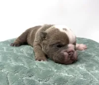 Ezra, a male English Bulldog for sale in Murfreesboro, TN – 6 of 6