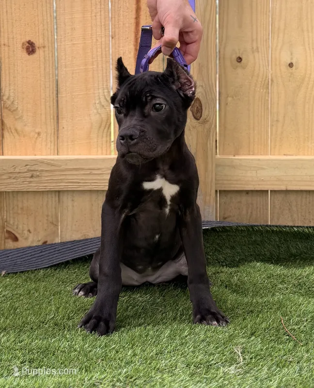 Ophelia – Cane Corso puppy for sale in Murfreesboro, TN