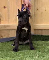 Ophelia, a female Cane Corso for sale in Murfreesboro, TN – 1 of 4