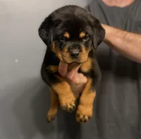 Tiny, a female Rottweiler for sale in Murfreesboro, TN – 2 of 4