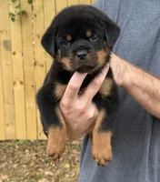 Sirius, a male Rottweiler for sale in Murfreesboro, TN – 2 of 5