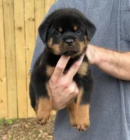 Sirius, a male Rottweiler for sale in Murfreesboro, TN – 4 of 5