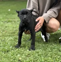 Ophelia, a female Cane Corso for sale in Murfreesboro, TN – 3 of 4