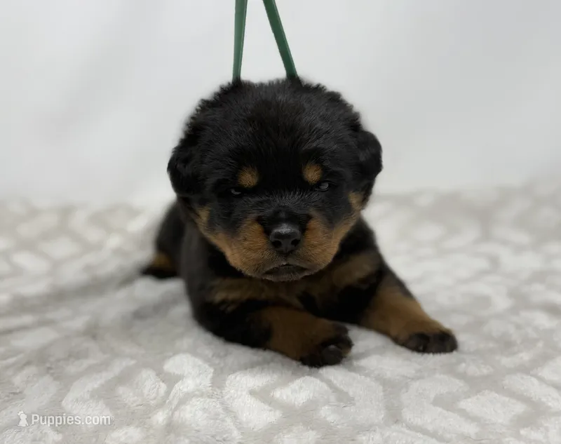 Millie – Rottweiler puppy for sale in Murfreesboro, TN