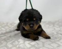 Millie, a female Rottweiler for sale in Murfreesboro, TN – 1 of 6