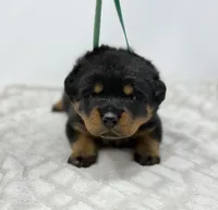 Millie, a female Rottweiler for sale in Murfreesboro, TN – 5 of 6