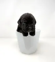 Zena, a female Cane Corso for sale in Murfreesboro, TN – 2 of 6