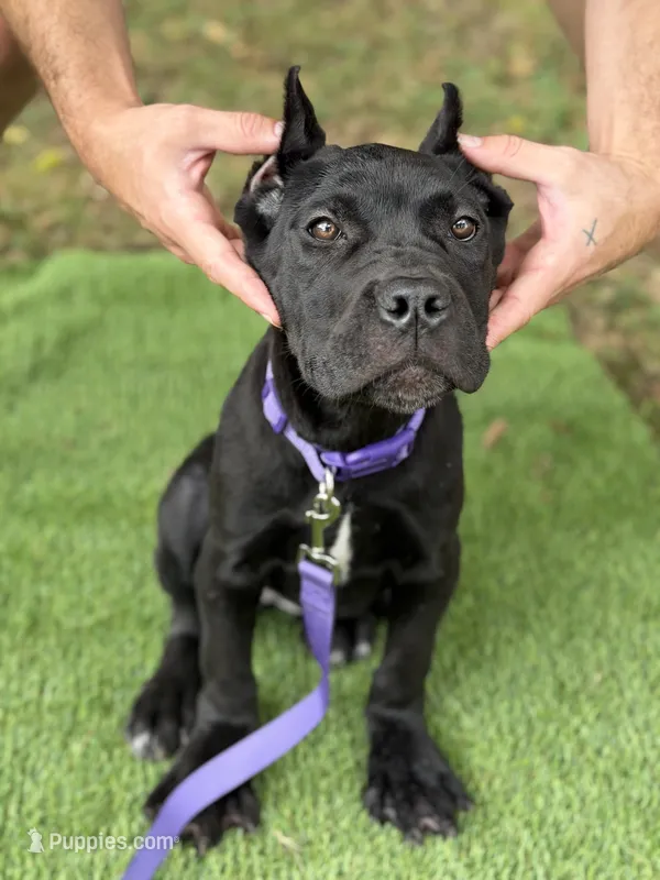 Lily – Cane Corso puppy for sale in Murfreesboro, TN