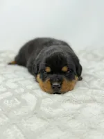 Tiny, a female Rottweiler for sale in Murfreesboro, TN – 4 of 5