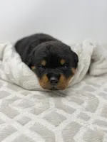 Poppy, a female Rottweiler for sale in Murfreesboro, TN – 4 of 6