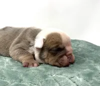 Dozer, a male English Bulldog for sale in Murfreesboro, TN – 4 of 6