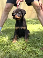 Ravi, a male Rottweiler for sale in Murfreesboro, TN – 3 of 6