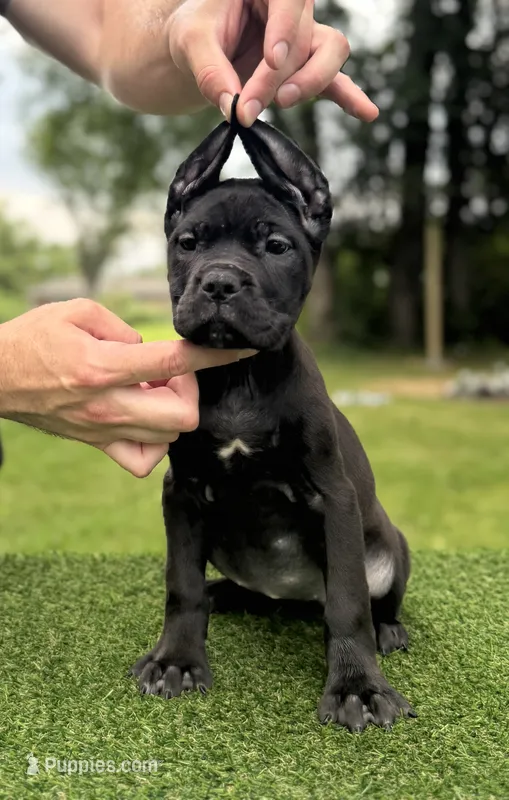 Layla – Cane Corso puppy for sale in Murfreesboro, TN