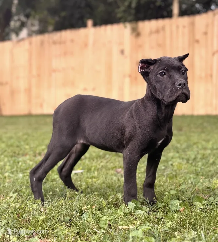 Layla – Cane Corso puppy for sale in Murfreesboro, TN