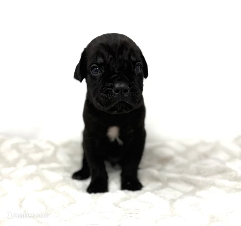 Rocky – Cane Corso puppy for sale in Murfreesboro, TN