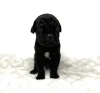 Rocky, a male Cane Corso for sale in Murfreesboro, TN – 1 of 5