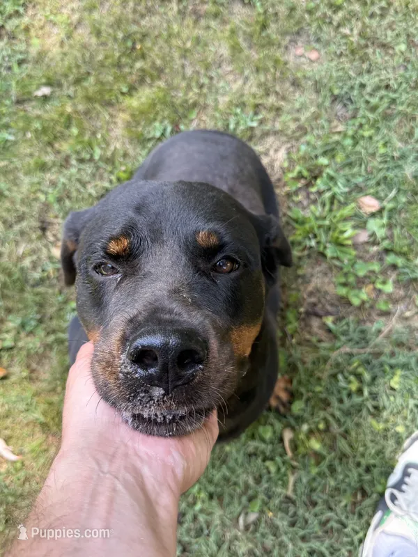 Flika – Rottweiler puppy for sale in Murfreesboro, TN