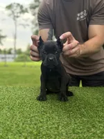 Ophelia, a female Cane Corso for sale in Murfreesboro, TN – 4 of 4