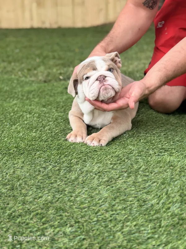 Chunk – English Bulldog puppy for sale in Murfreesboro, TN