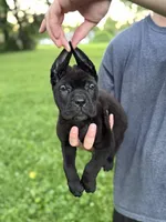 Zena, a female Cane Corso for sale in Murfreesboro, TN – 6 of 6