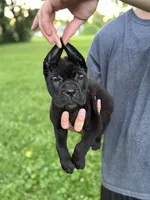 Zena, a female Cane Corso for sale in Murfreesboro, TN – 3 of 6