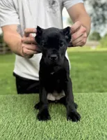 Charlie, a female Cane Corso for sale in Murfreesboro, TN – 4 of 5